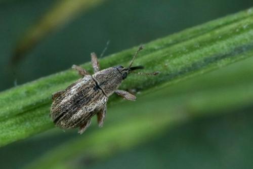 Exapion fuscirostre